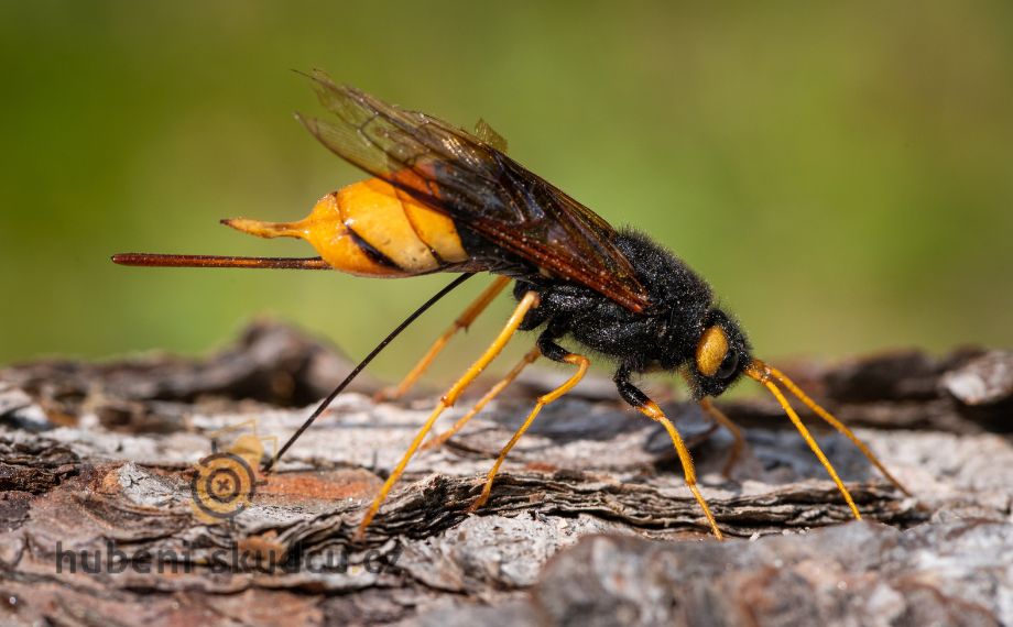 dřevokazný hmyz - pilořitka velká (Urocerus gigas)